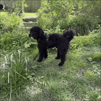 Workplace Troubleshooting GIF