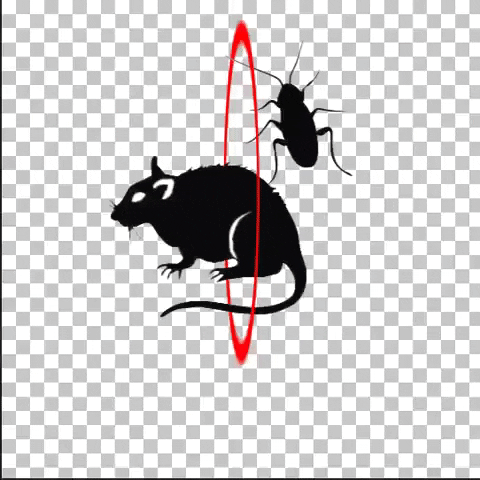 klimovsk-dez giphyupload pestcontrol мышь крыса GIF