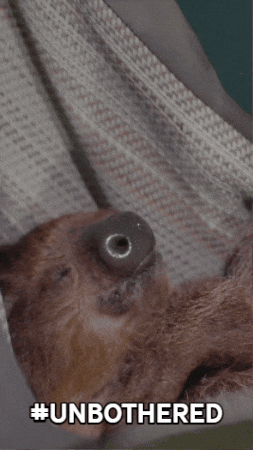 Sleepy Sloth GIF by Valley Zoo Development Society