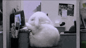 Monday Falling GIF