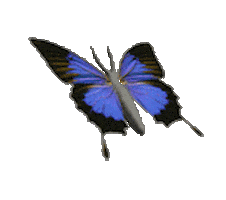 butterfly fluttering STICKER