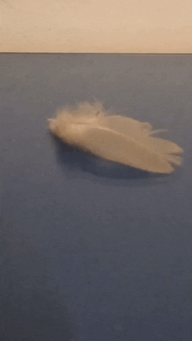 Simongip giphygifmaker GIF