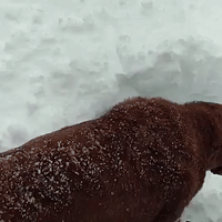 Watch This Dog Try to Find the Ball in the Deep Maine Snow