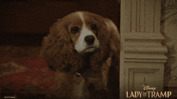 Feels Lady And The Tramp GIF by Walt Disney Studios