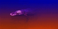 orange sparkle GIF by University of Florida