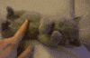 cat GIF