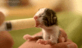 cat drinking GIF