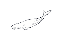 Sea Ocean Sticker by De Aqua Vivo