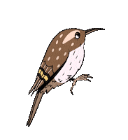 Bird Sticker