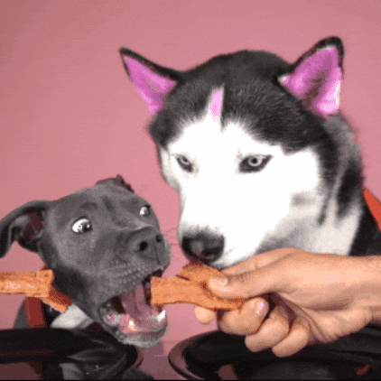 swagrman giphygifmaker food dogs hungry GIF