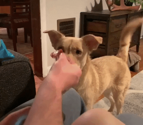 cuteanimalland giphyupload GIF