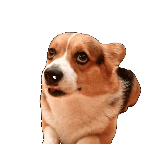 Dog Corgi Sticker