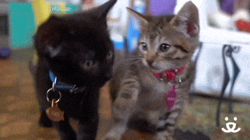 F O S T E R   A  KITTEN