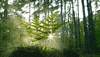 Sun Smoke GIF by Living Stills