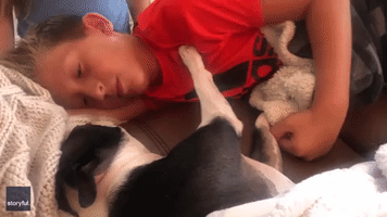 Boston Terrier Is Very Fussy About Who He Locks Lips With