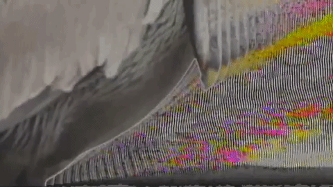 glitch bird GIF by Tachyons+