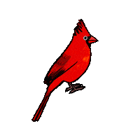 Cardinal Sticker by girlinwhiteglasses