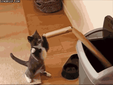 cat fight GIF by Cheezburger