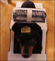puppy GIF