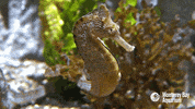 pacific seahorse GIF by Monterey Bay Aquarium