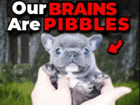 Pibble GIF