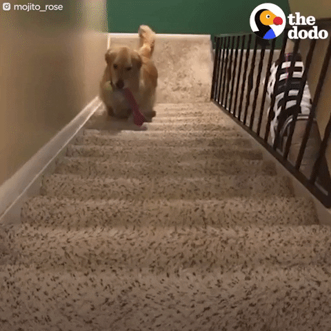 Dogs GIF by The Dodo