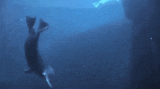 alaska GIF