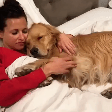Sleepy Dog Really Enjoys Cuddle Time With Owner