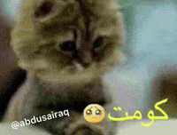 ميمز GIF