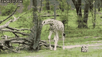 zoo giraffe GIF by Cheezburger