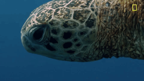 nat geo ocean GIF by National Geographic Channel