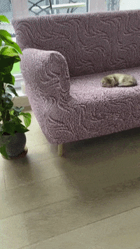 Cat Kitten GIF by mammamiacovers