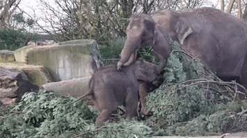 Elephant GIF by ARTIS