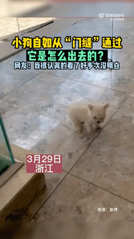 cuteanimalland giphyupload GIF