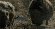 david attenborough GIF by Head Like an Orange
