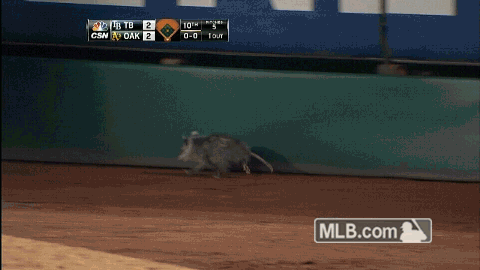 oak GIF by MLB