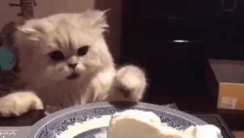 cat icecream eyebleach enjoying GIF