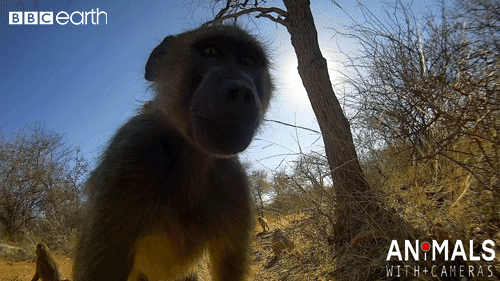 monkey technology GIF by BBC Earth