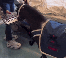 KinneyA horse piano horses funny gif GIF