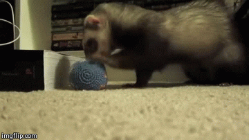 Ferrets Hackysacks GIF