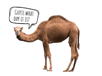 Wednesday Hump Day Sticker