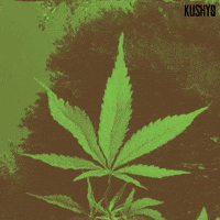 Cannabis leaf in nature