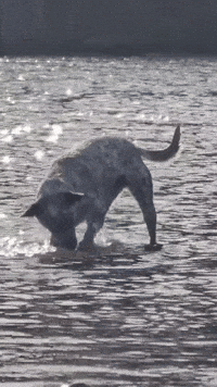 SundaySauceEdits farm dog blue dog in river dog shaking when wet GIF