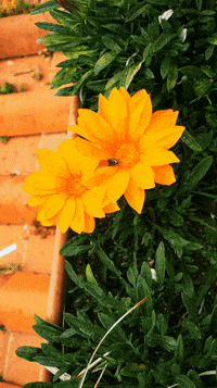 Flowers Flores GIF by Balcone.fiorito