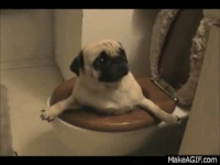 cute dog GIF