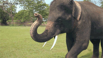 elephant GIF
