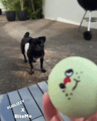 Lets Go Pugs GIF
