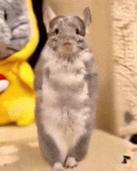 Chinchilla Sue GIF