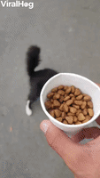 Impatient Kitty Can’t Wait for Its Food