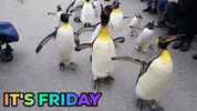 excited friday GIF by Basel